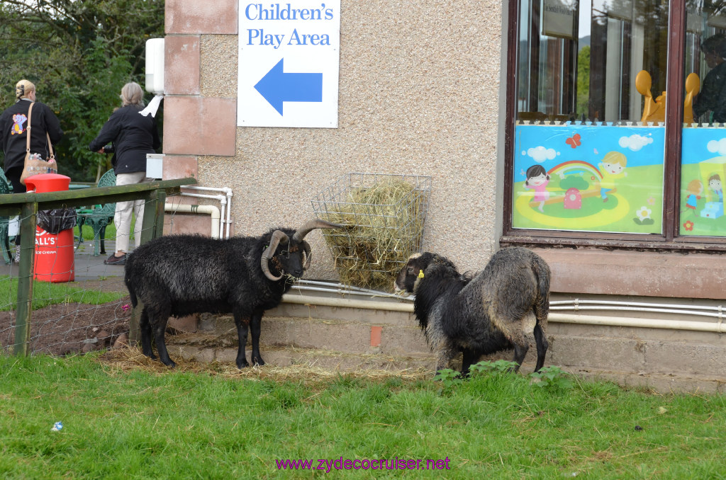 143: Carnival Legend, British Isles Cruise, Glasgow/Greenock, Aberfoyle, The Scottish Wool Centre, 