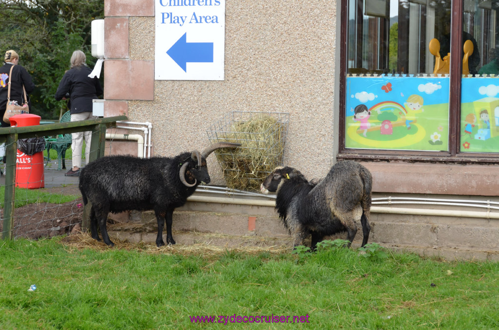 144: Carnival Legend, British Isles Cruise, Glasgow/Greenock, Aberfoyle, The Scottish Wool Centre, 