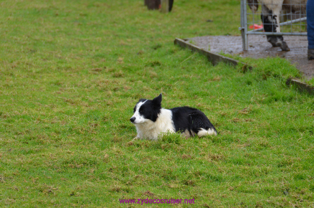 146: Carnival Legend, British Isles Cruise, Glasgow/Greenock, Aberfoyle, The Scottish Wool Centre, 