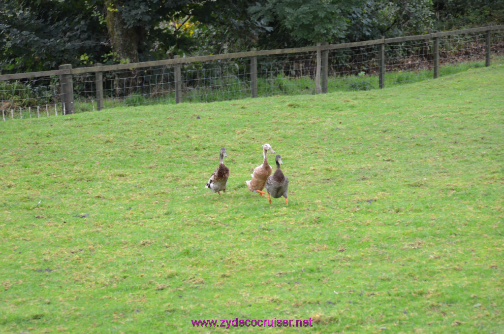 155: Carnival Legend, British Isles Cruise, Glasgow/Greenock, Aberfoyle, The Scottish Wool Centre, 