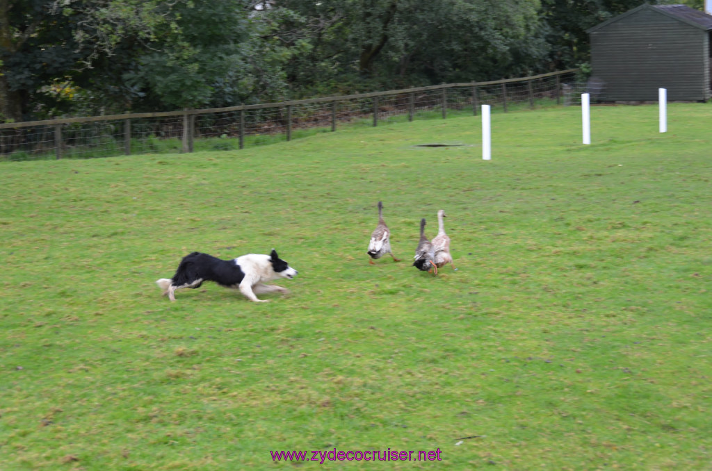 156: Carnival Legend, British Isles Cruise, Glasgow/Greenock, Aberfoyle, The Scottish Wool Centre, 