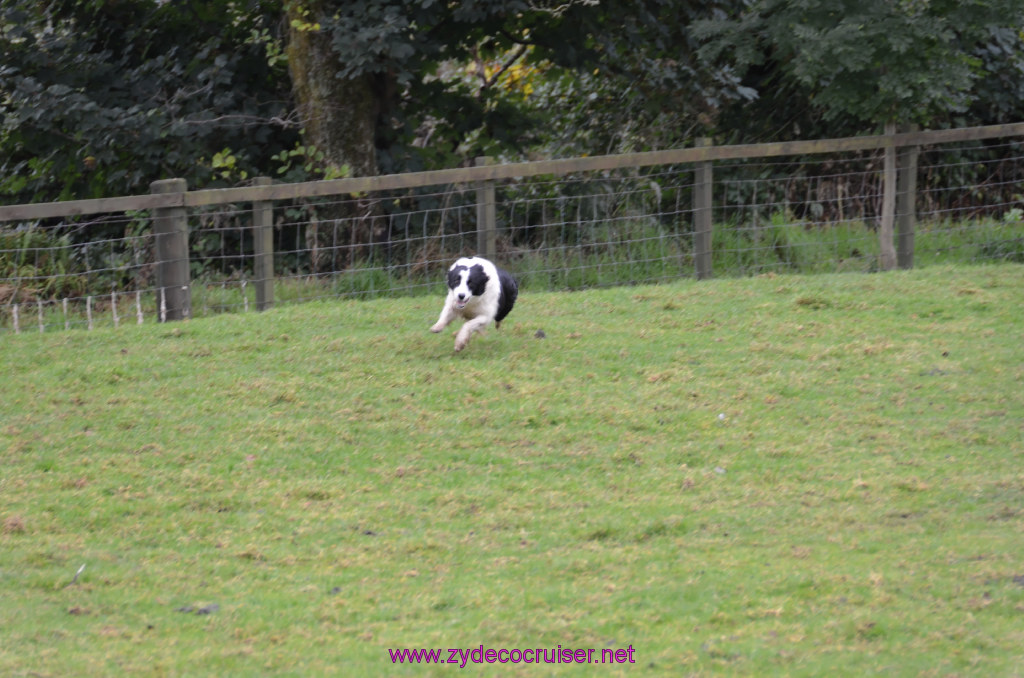 161: Carnival Legend, British Isles Cruise, Glasgow/Greenock, Aberfoyle, The Scottish Wool Centre, 