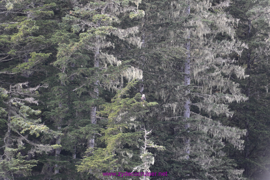 059: Carnival Miracle Alaska Cruise, Sitka,  Jet Cat Wildlife Quest And Beach Exploration Excursion, Bald Eagle, 