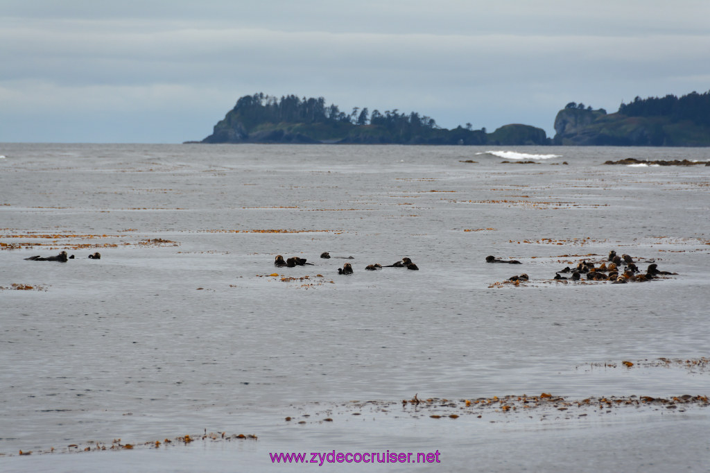 081: Carnival Miracle Alaska Cruise, Sitka, Jet Cat Wildlife Quest And Beach Exploration Excursion, Sea Otters