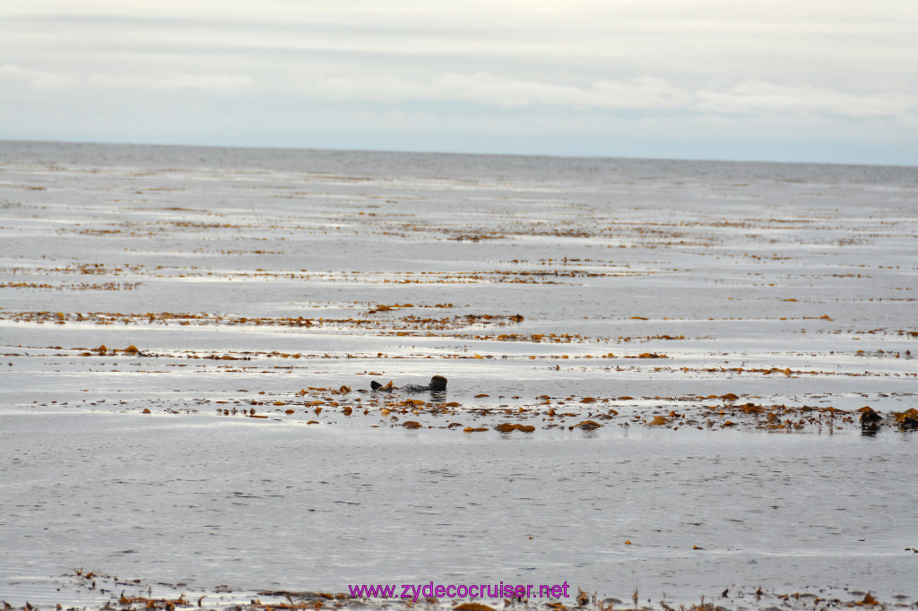 084: Carnival Miracle Alaska Cruise, Sitka, Jet Cat Wildlife Quest And Beach Exploration Excursion, Sea Otters