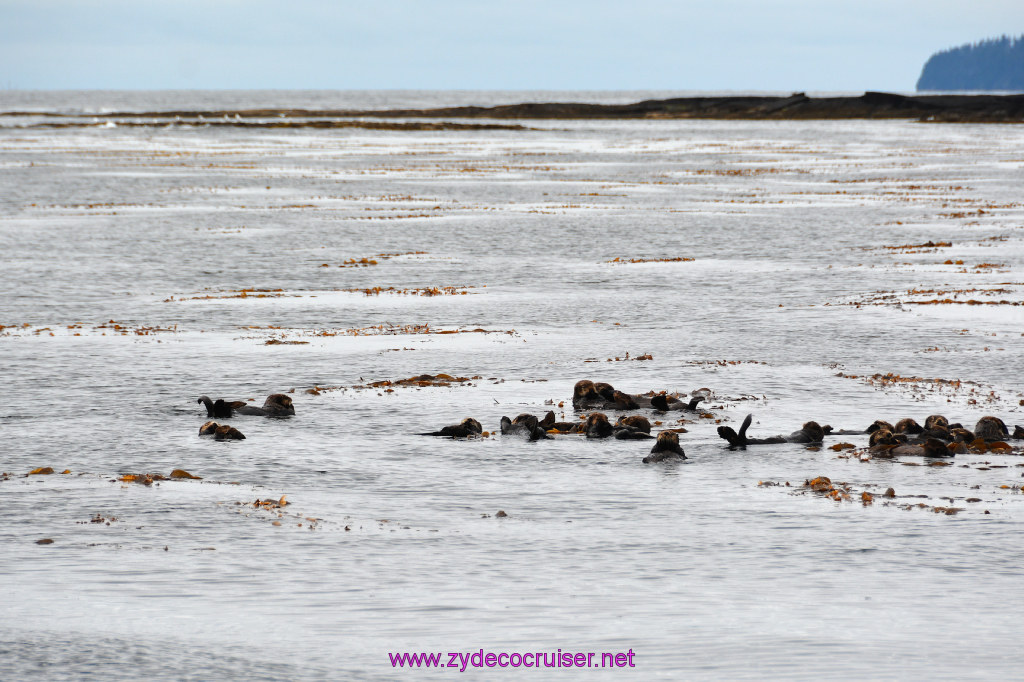 097: Carnival Miracle Alaska Cruise, Sitka, Jet Cat Wildlife Quest And Beach Exploration Excursion, Sea Otters