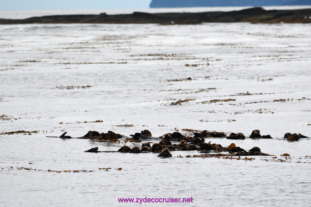 104: Carnival Miracle Alaska Cruise, Sitka, Jet Cat Wildlife Quest And Beach Exploration Excursion, 