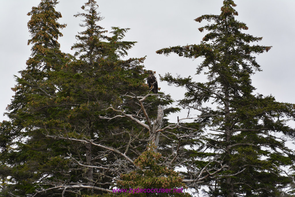 129: Carnival Miracle Alaska Cruise, Sitka, Jet Cat Wildlife Quest And Beach Exploration Excursion, 