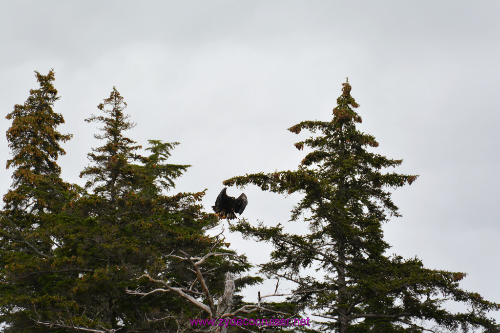 132: Carnival Miracle Alaska Cruise, Sitka, Jet Cat Wildlife Quest And Beach Exploration Excursion, 