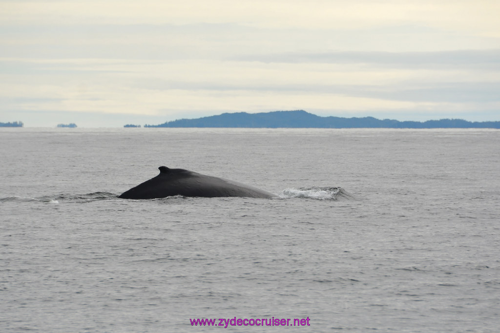 213: Carnival Miracle Alaska Cruise, Sitka, Jet Cat Wildlife Quest And Beach Exploration Excursion, 