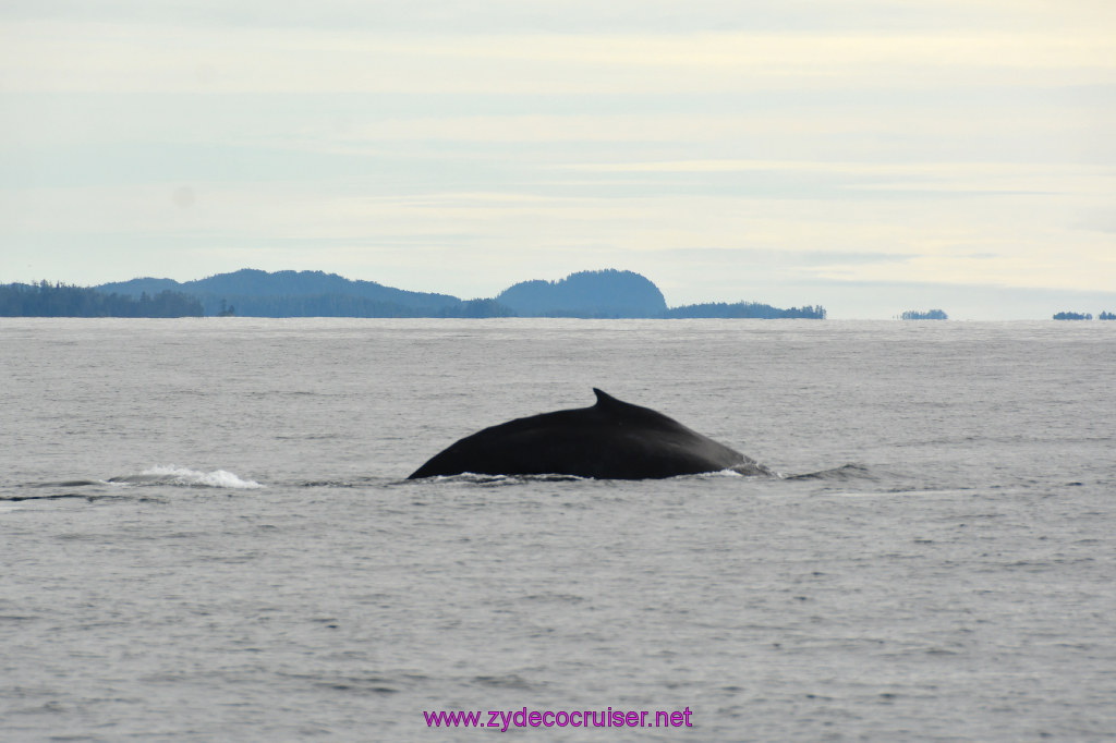 222: Carnival Miracle Alaska Cruise, Sitka, Jet Cat Wildlife Quest And Beach Exploration Excursion, 