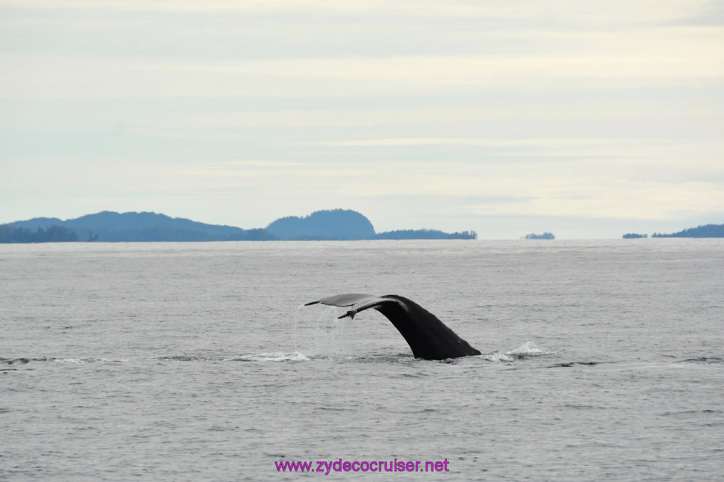 227: Carnival Miracle Alaska Cruise, Sitka, Jet Cat Wildlife Quest And Beach Exploration Excursion, 