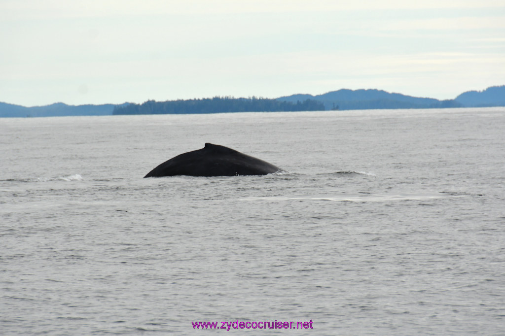 231: Carnival Miracle Alaska Cruise, Sitka, Jet Cat Wildlife Quest And Beach Exploration Excursion, 