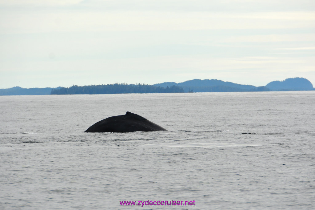 233: Carnival Miracle Alaska Cruise, Sitka, Jet Cat Wildlife Quest And Beach Exploration Excursion, 