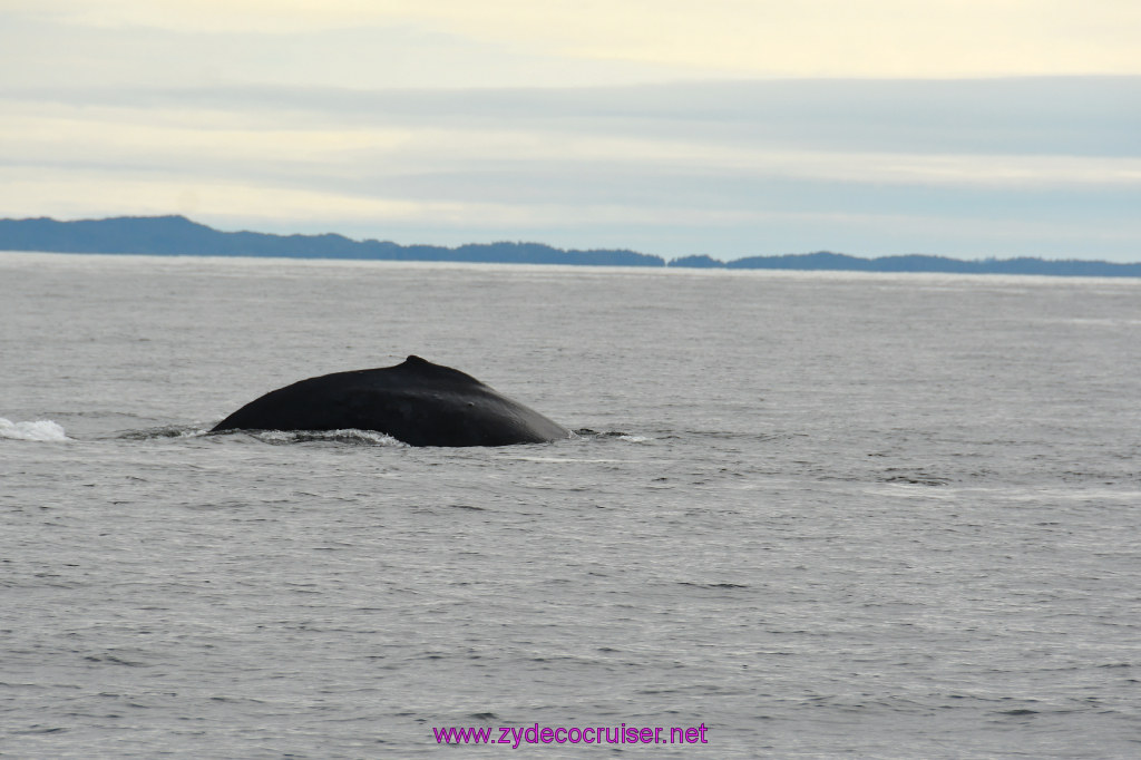 245: Carnival Miracle Alaska Cruise, Sitka, Jet Cat Wildlife Quest And Beach Exploration Excursion, 