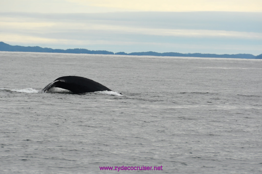 248: Carnival Miracle Alaska Cruise, Sitka, Jet Cat Wildlife Quest And Beach Exploration Excursion, 