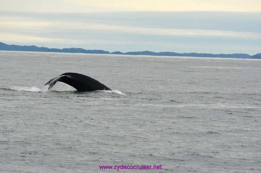 249: Carnival Miracle Alaska Cruise, Sitka, Jet Cat Wildlife Quest And Beach Exploration Excursion, 