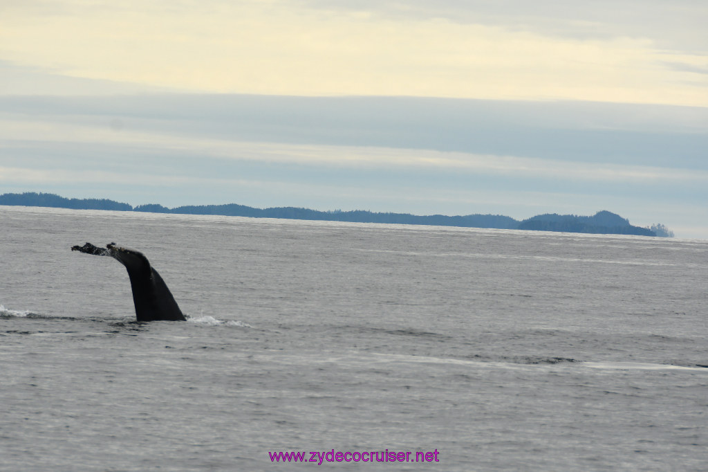 252: Carnival Miracle Alaska Cruise, Sitka, Jet Cat Wildlife Quest And Beach Exploration Excursion, 