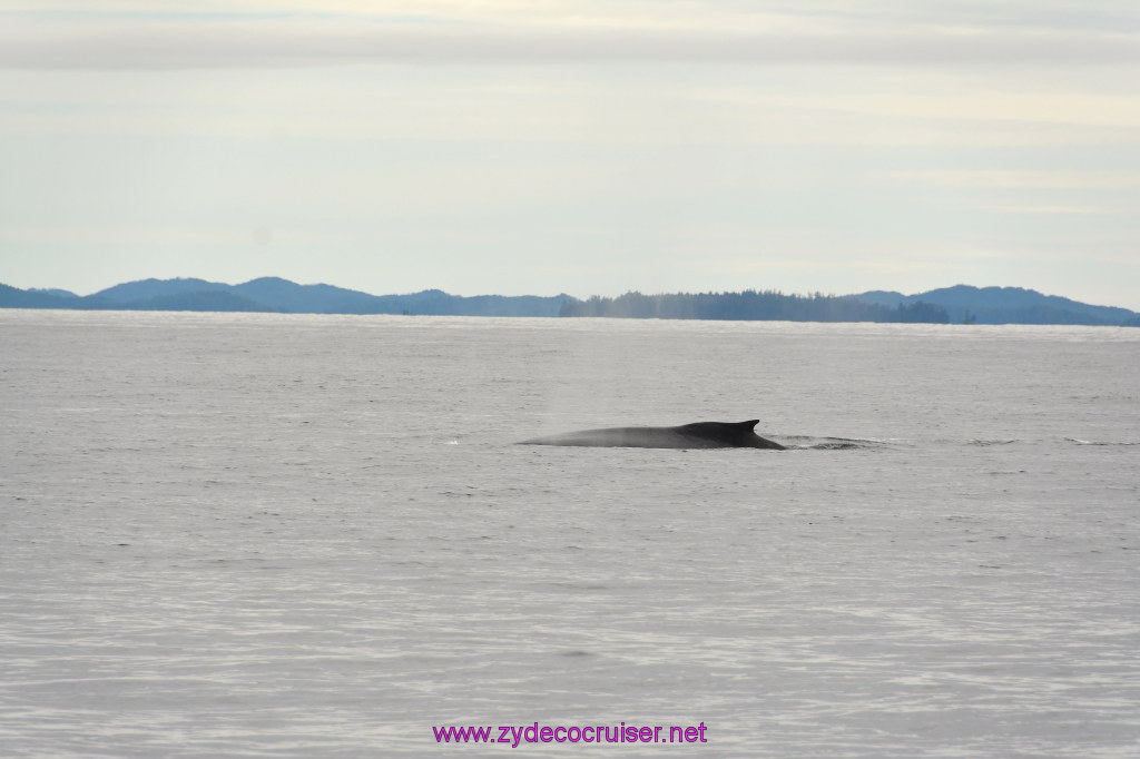 277: Carnival Miracle Alaska Cruise, Sitka, Jet Cat Wildlife Quest And Beach Exploration Excursion, 