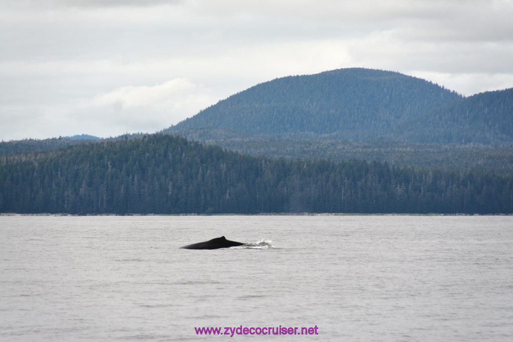 348: Carnival Miracle Alaska Cruise, Sitka, Jet Cat Wildlife Quest And Beach Exploration Excursion, 