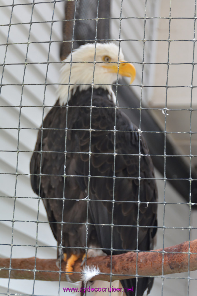 404: Carnival Miracle Alaska Cruise, Sitka, Raptor Center, 