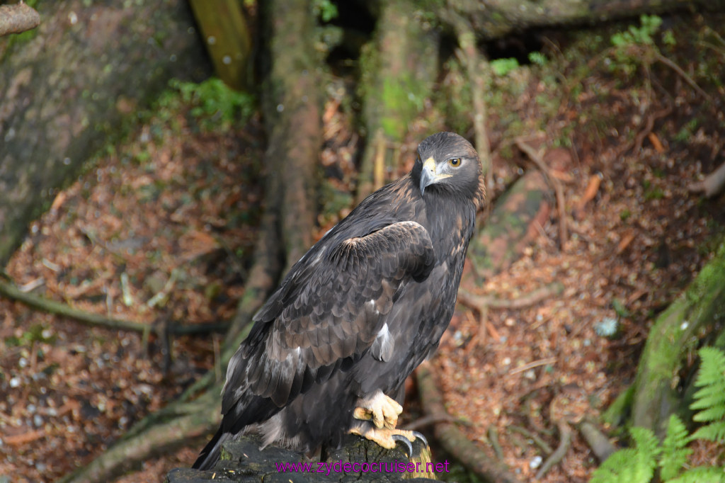 406: Carnival Miracle Alaska Cruise, Sitka, Raptor Center, 