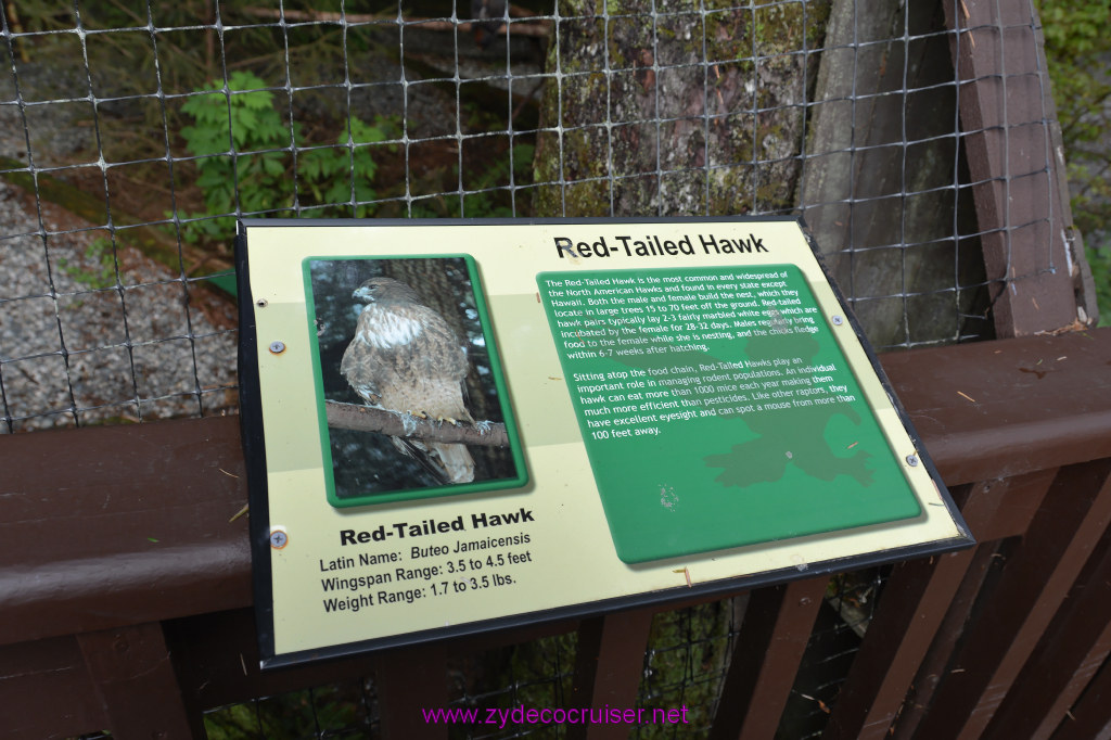 411: Carnival Miracle Alaska Cruise, Sitka, Raptor Center, 