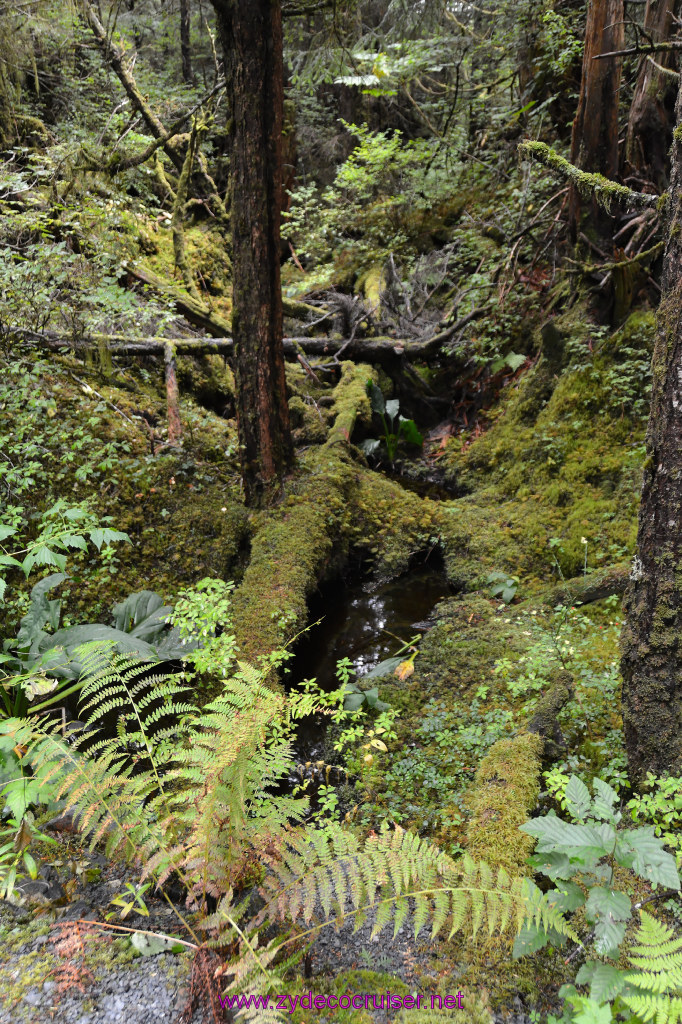 418: Carnival Miracle Alaska Cruise, Sitka, Raptor Center, 