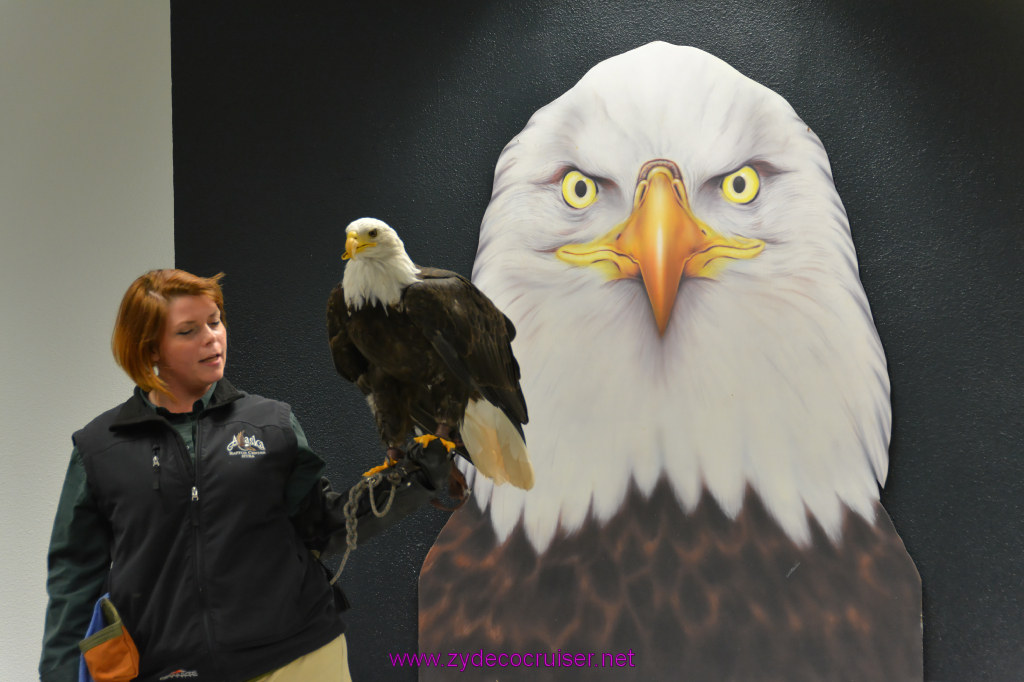 423: Carnival Miracle Alaska Cruise, Sitka, Raptor Center, 