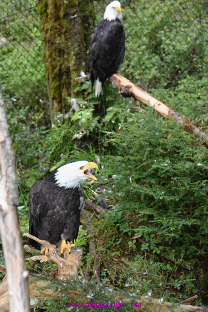 426: Carnival Miracle Alaska Cruise, Sitka, Raptor Center, 