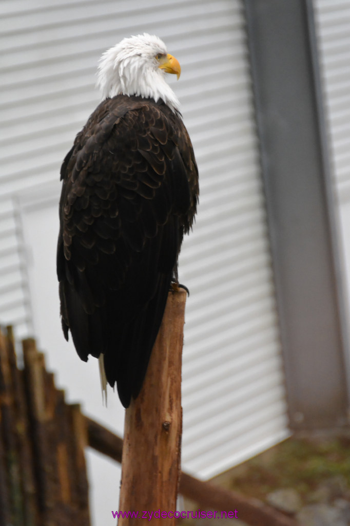 445: Carnival Miracle Alaska Cruise, Sitka, Raptor Center, 