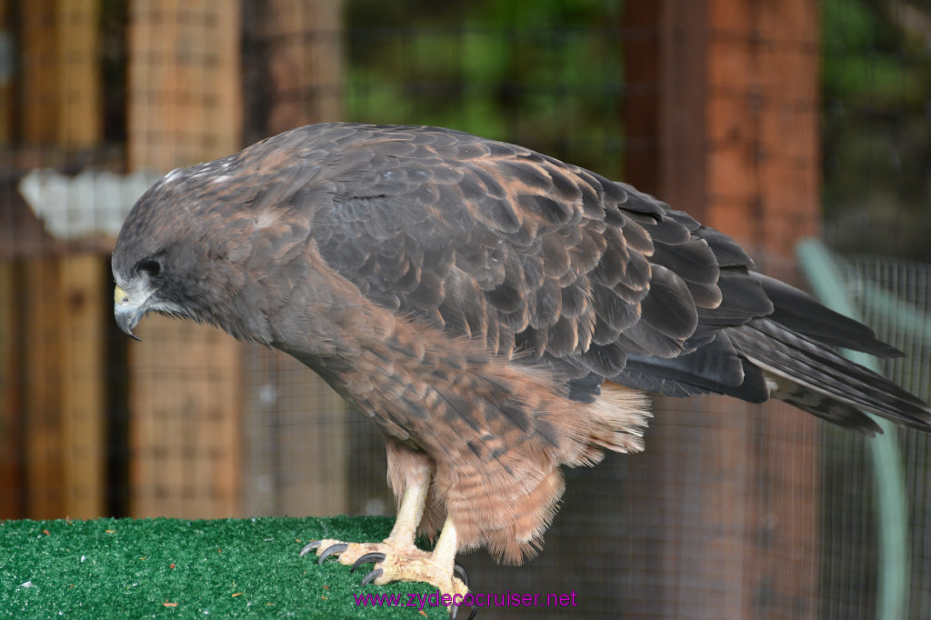 452: Carnival Miracle Alaska Cruise, Sitka, Raptor Center, 