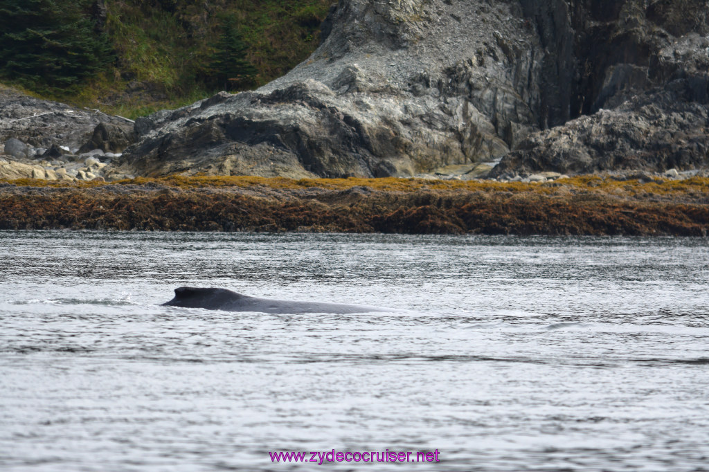 126: Carnival Miracle Alaska Cruise, Juneau, Harv and Marv's Whale Watching, 