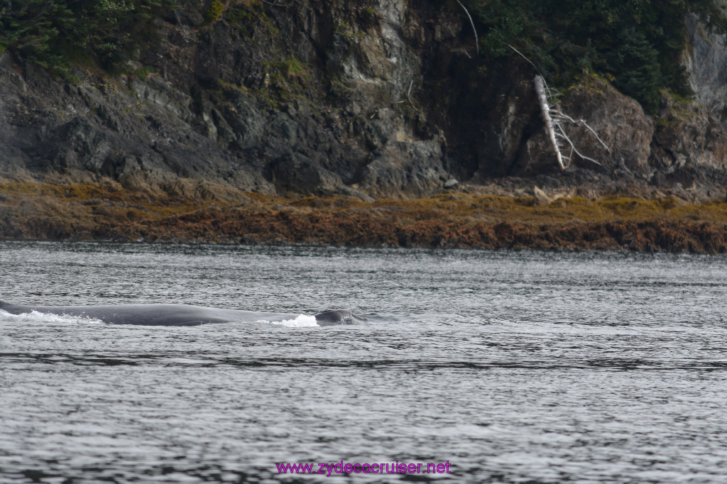 127: Carnival Miracle Alaska Cruise, Juneau, Harv and Marv's Whale Watching, 