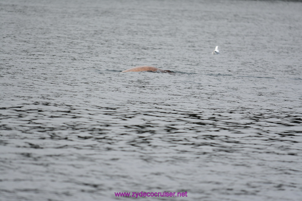 148: Carnival Miracle Alaska Cruise, Juneau, Harv and Marv's Whale Watching, 