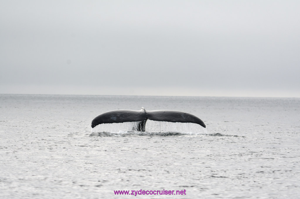 178: Carnival Miracle Alaska Cruise, Juneau, Harv and Marv's Whale Watching, 