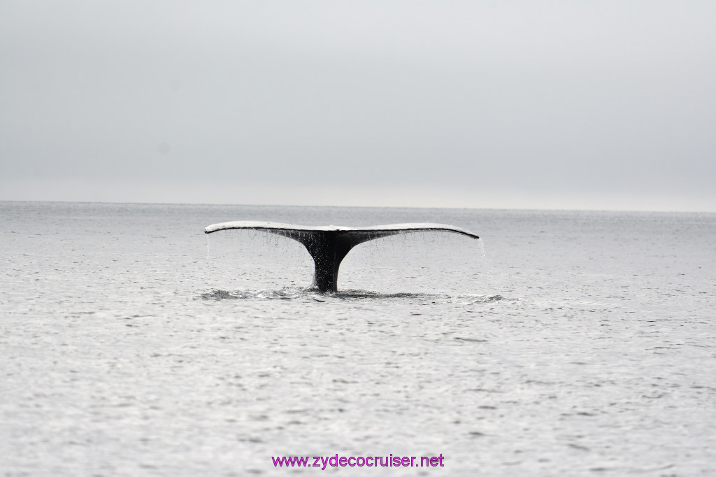 179: Carnival Miracle Alaska Cruise, Juneau, Harv and Marv's Whale Watching, 