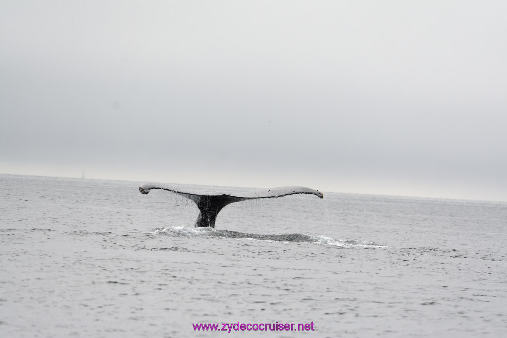 191: Carnival Miracle Alaska Cruise, Juneau, Harv and Marv's Whale Watching, 