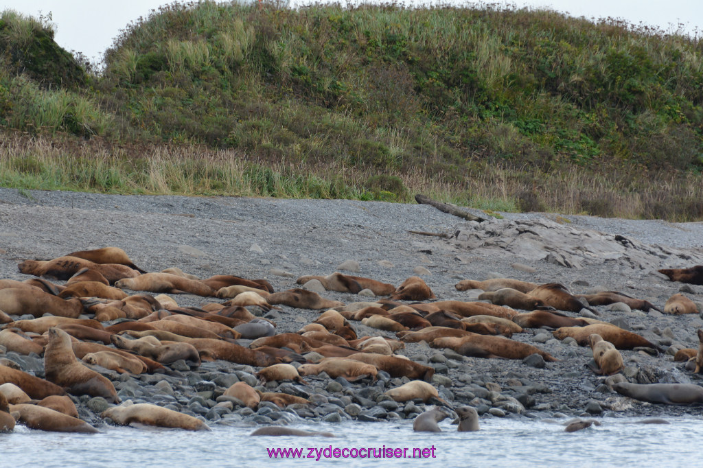 201: Carnival Miracle Alaska Cruise, Juneau, Harv and Marv's Whale Watching, 