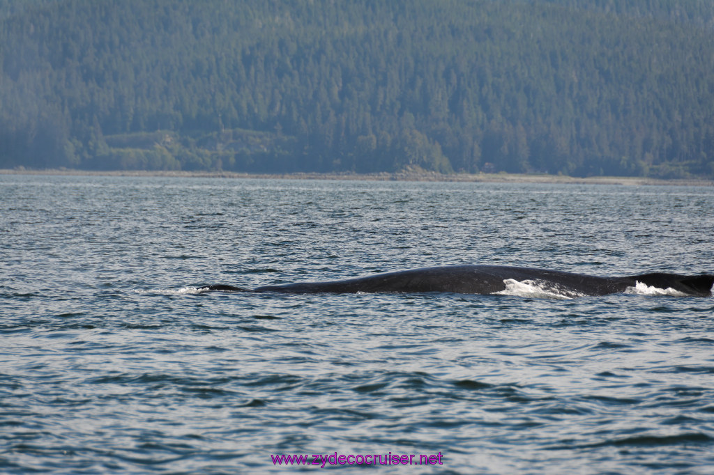 215: Carnival Miracle Alaska Cruise, Juneau, Harv and Marv's Whale Watching, 