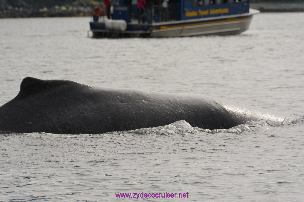 252: Carnival Miracle Alaska Cruise, Juneau, Harv and Marv's Whale Watching, 