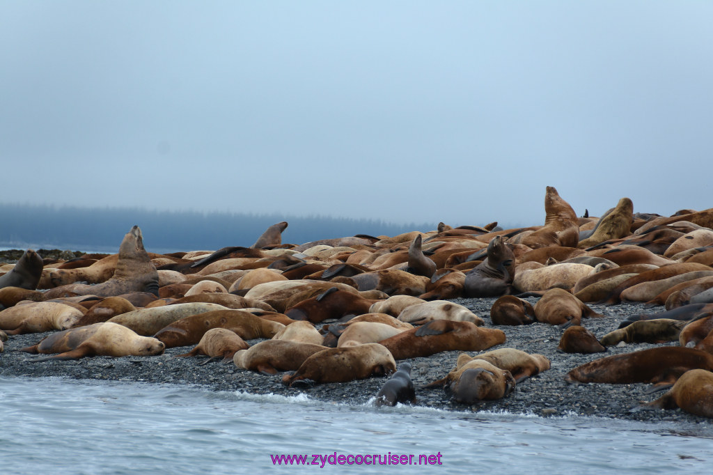 341: Carnival Miracle Alaska Cruise, Juneau, Harv and Marv's Whale Watching, 