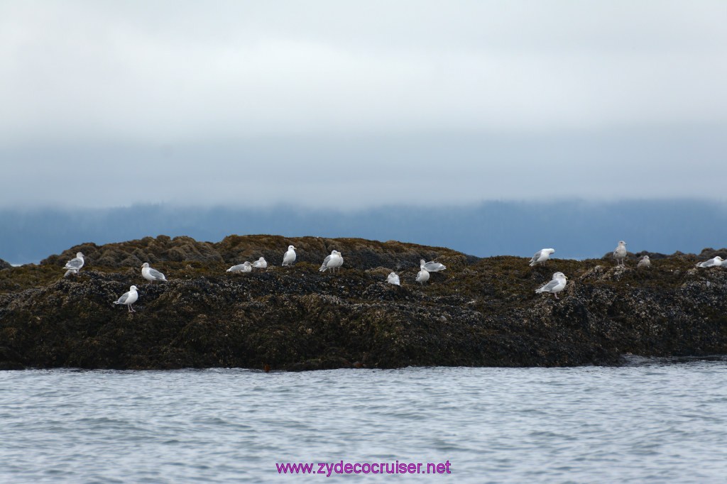 356: Carnival Miracle Alaska Cruise, Juneau, Harv and Marv's Whale Watching, 