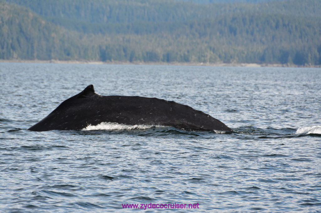 390: Carnival Miracle Alaska Cruise, Juneau, Harv and Marv's Whale Watching, 