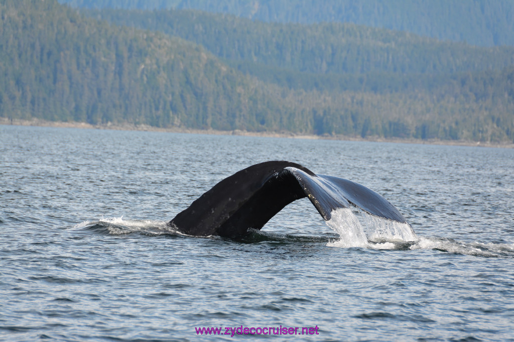 392: Carnival Miracle Alaska Cruise, Juneau, Harv and Marv's Whale Watching, 