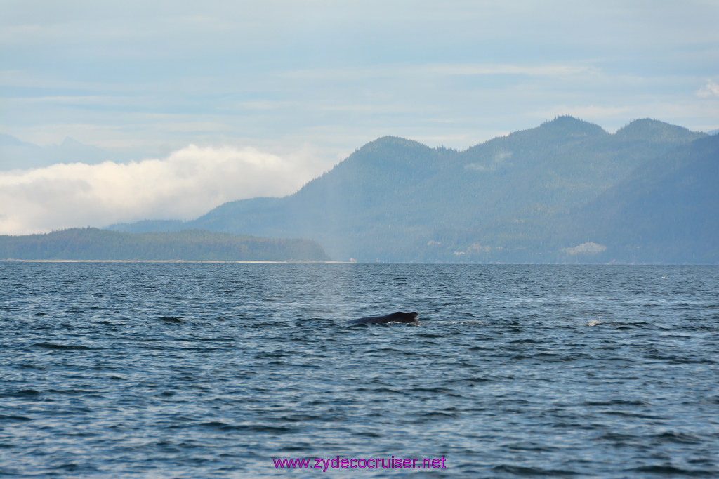 431: Carnival Miracle Alaska Cruise, Juneau, Harv and Marv's Whale Watching, 