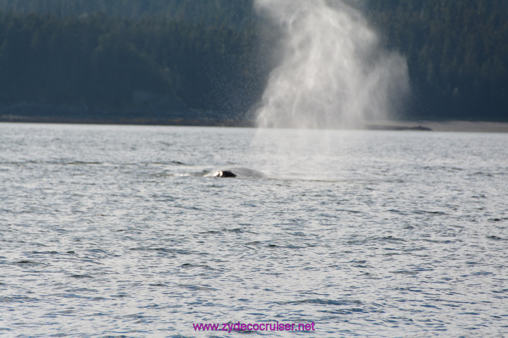 479: Carnival Miracle Alaska Cruise, Juneau, Harv and Marv's Whale Watching, 