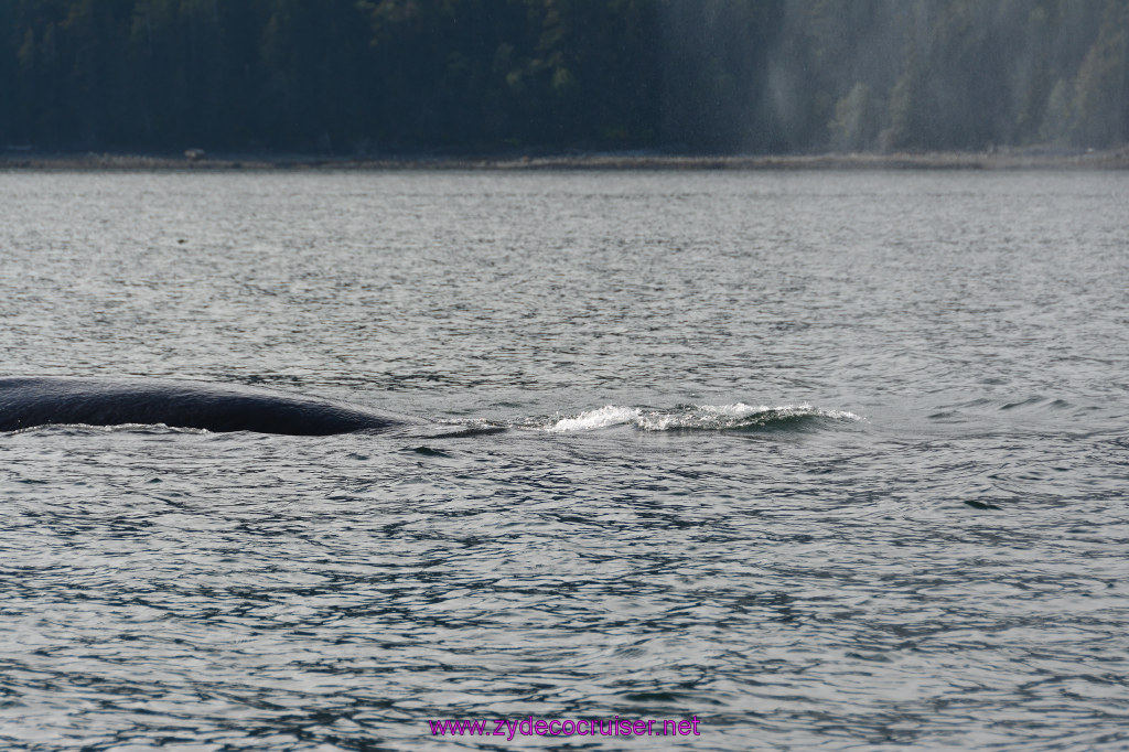 539: Carnival Miracle Alaska Cruise, Juneau, Harv and Marv's Whale Watching, 