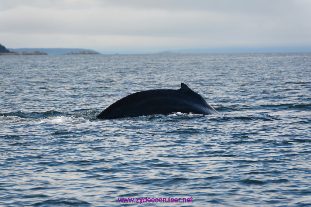 554: Carnival Miracle Alaska Cruise, Juneau, Harv and Marv's Whale Watching, 