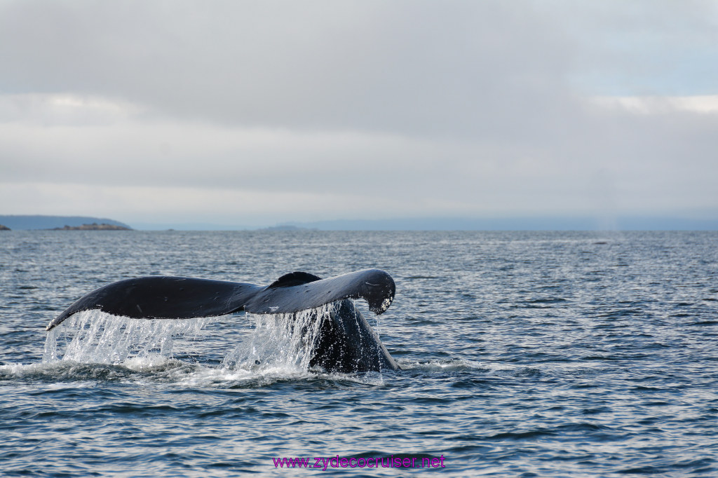 558: Carnival Miracle Alaska Cruise, Juneau, Harv and Marv's Whale Watching, 